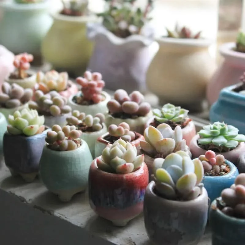 MINICACTA – Mini Ceramic Succulent Pot Set