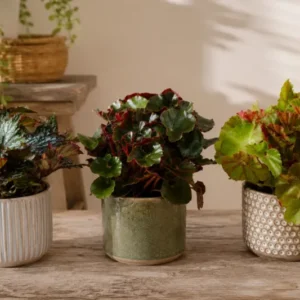 Begonien 3 Sorten Blattbegonie Zimmerpflanze Begonia Fireworks Beefsteak Nigra