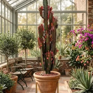 Euphorbia Trigona rubra 50cm hoch- Afrikanischer Milchbaum Sukkulente 17cm Topf
