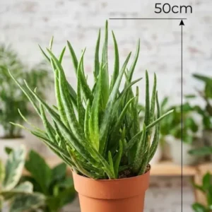 Aloe Vera Pflanze 50cm hoch stark verzweigt Echte Aloe Heilpflanze Sukkulente
