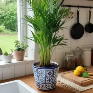 Areca Palme tropische Goldfruchtpalme Madagaskar 35cm dekorative Zimmerpflanze