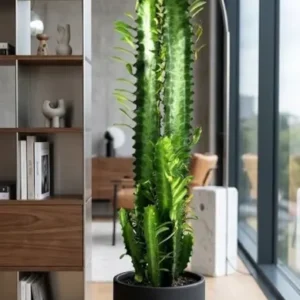 Euphorbia Trigona ca.70cm hoch- Afrikanischer Milchbaum Sukkulente 17cm Topf