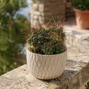 Ferocactus hamatacanthus große Pflanzegruppe 12er Topf Kakteen Sukkulente K 31