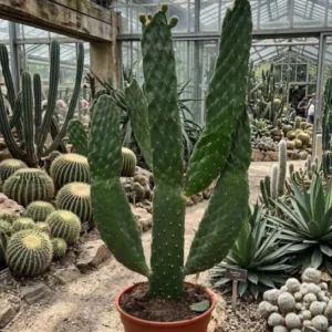 Baumkaktus Opuntia consulea | XL Kaktus 65cm für Loft & Büro | Rarität & Deko