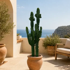 Euphorbia Erytrea Candelabrum XXL ca. 150 cm Säulen Sukkulente Zimmerpflanze