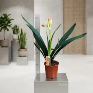 Clivia Miniata - Riemenblatt– ca. 40cm – Blühend/mit Knospe – Zimmerpflanze