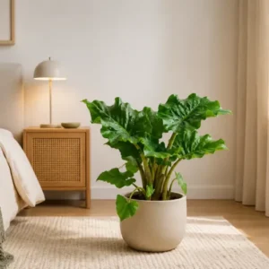 Alokasie Elefantenohr Alocasia Portodora 50cm Tropische Zimmerpflanze Exotisch