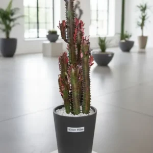 Euphorbia Trigona rubra 80cm hoch- Afrikanischer Milchbaum Sukkulente 17cm Topf