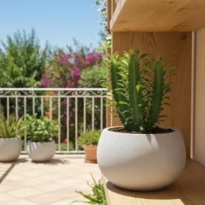 Euphorbia Trigona 20cm hoch- Afrikanischer Milchbaum Sukkulente 12cm Topf