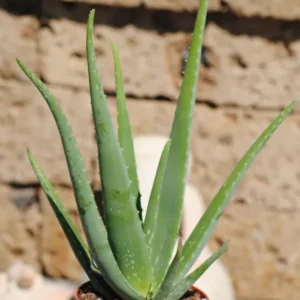Echte Aloe Vera medizinisch ca.45cm sehr große Pflanzen im 15er Topf