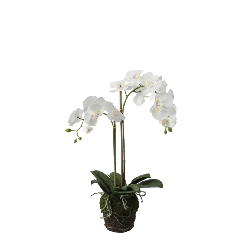 Composition d'Orchidée en terre Petit format