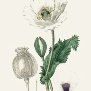Opium Poppy (papaver Somniferum) Medical Botany