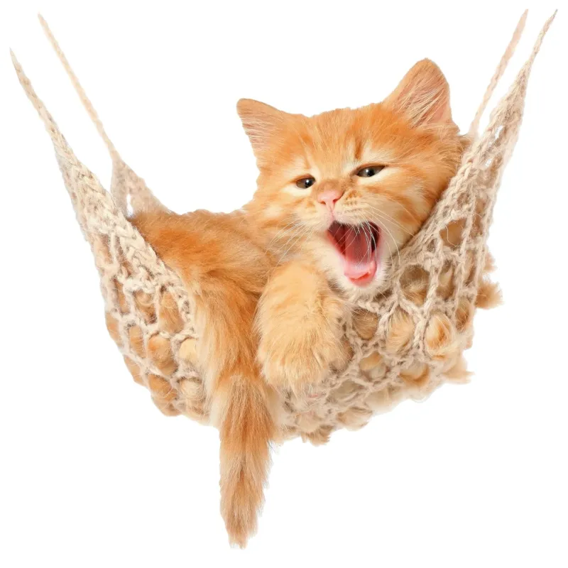 Orangefarbene Katze entspannt in einem Makramee-Hängesessel.