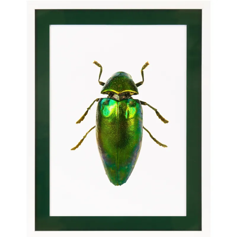 Rahmenbild mit Acrylpassepartout - Beetle Green