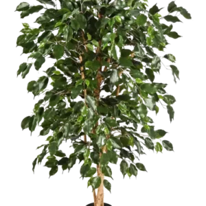 Künstlicher Chinesischer Ficus - Ioannis, 210 cm, Kunstbaum von aplanta, in Natur, für drinnen