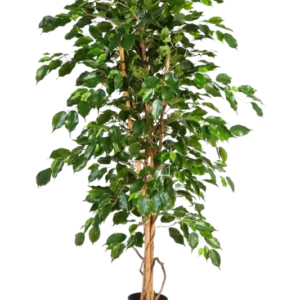 Künstlicher Ficus - Kristin, 210 cm, Kunstbaum von aplanta, in Natur, für drinnen