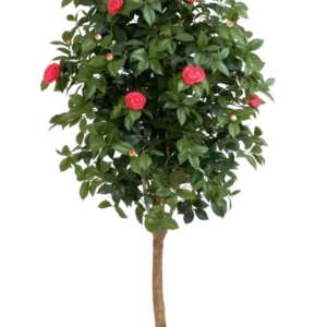 Künstlicher Kamelienbaum - Philina, 170 cm, Kunstbaum von aplanta, mit Echtholzstamm, im schwarzen Topf, in Natur