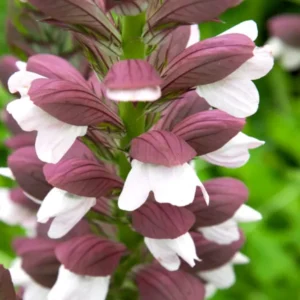Acanthus hungaricus White Lips (Bärenklau)