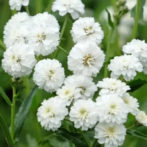 Achillea ptarmica Diadem (Schafgarbe)
