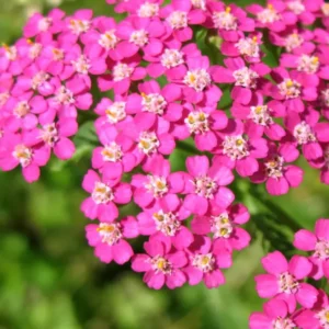 Achillea Lightning Pink (Schafgarbe)