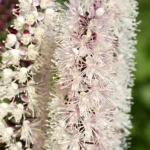 Actaea simplex Chocoholic hochwertige Silberkerzen als Wurzelware