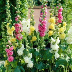 Stockrose Alcea Rosea Chaters doppelt gemischt