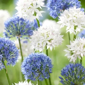 Allium Ice and Sky Collection Blaue und weiße Blüten