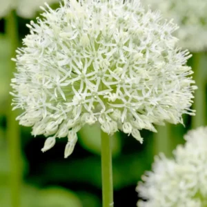 Allium Mount Everest (Zierlauch)