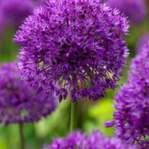 Allium Purple Sensation Kaufen