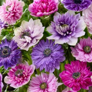 Anemone Fullstar Pastel Mix