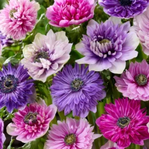 Anemone Fullstar Pastell Mischung