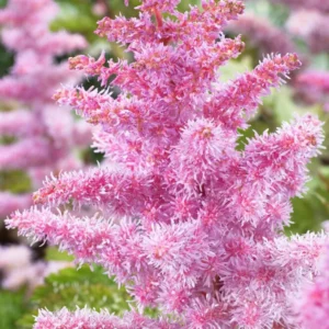 Astilbe Heart and Soul (Prachtspiere) | DutchGrown™