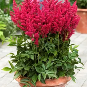 Astilbe Mighty Chocolate Cherry (Prachtspiere)