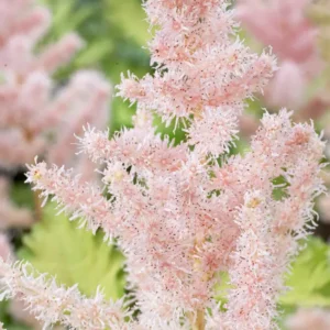 Astilbe Milk and Honey (Prachtspiere)
