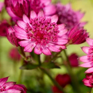 Astrantia (Sterndolde) major Cerise Button