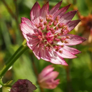 Astrantia major Sparkling Stars Pink