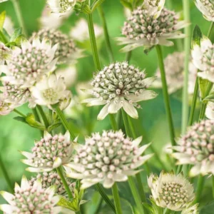 Astrantia Major Star of Billion Sterndolde