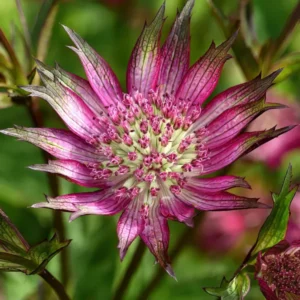 Astrantia Star of Love (Sterndolde)