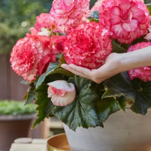 Kaufen Begonia AmeriHybrid® Picotee Weiß und Rosa