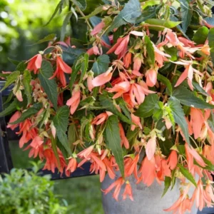 Begonia Boliviensis San Francisco online kaufen bei DutchGrown™