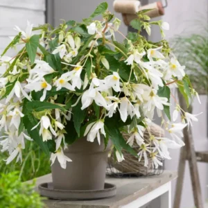 Begonia Bulbs Boliviensis Santa Barbara
