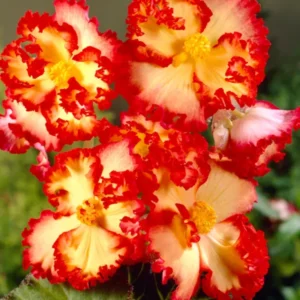 Begonia Crispa Marginata Gelb/Rot