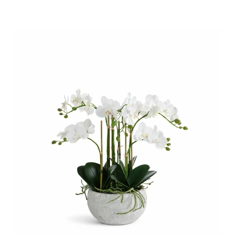 Composition d'Orchidée Séréna 45 cm