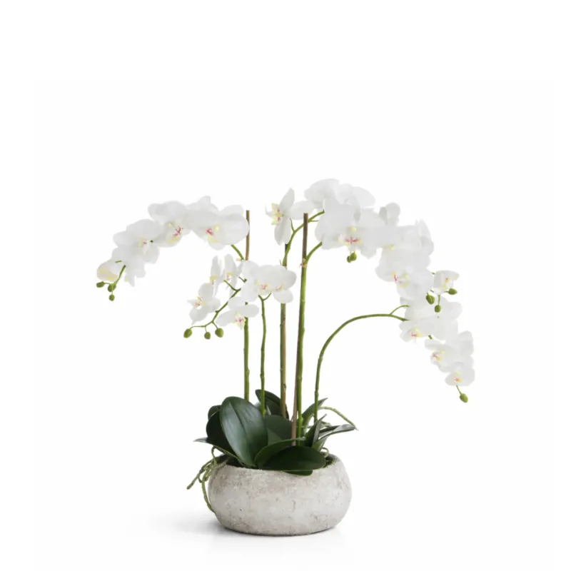 Composition d'Orchidée Séréna 60 cm