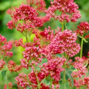 Centranthus Coccineus Spornblume