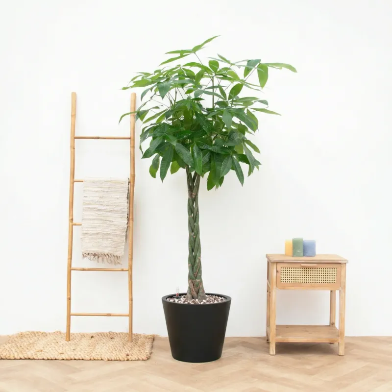 Combi Deal - Pachira Aquatica inclusief pot Bucket - 160cm