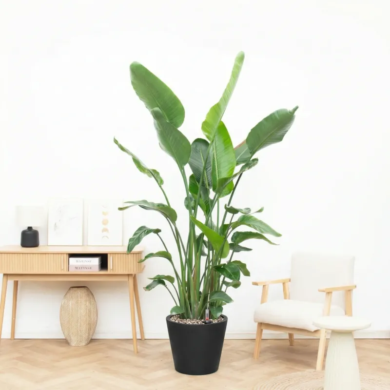 Combi deal - Strelitzia Nicolai inclusief pot Bucket - 200cm