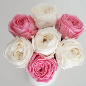 Blumenstrauß: Konservierte echte Rose – Englische Infinity-Rose weiß, rosa