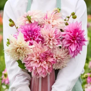 Dahlia Latte Perfection Collection