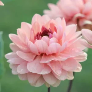 Dahlie "Château de la Bourdaisière" – Bio